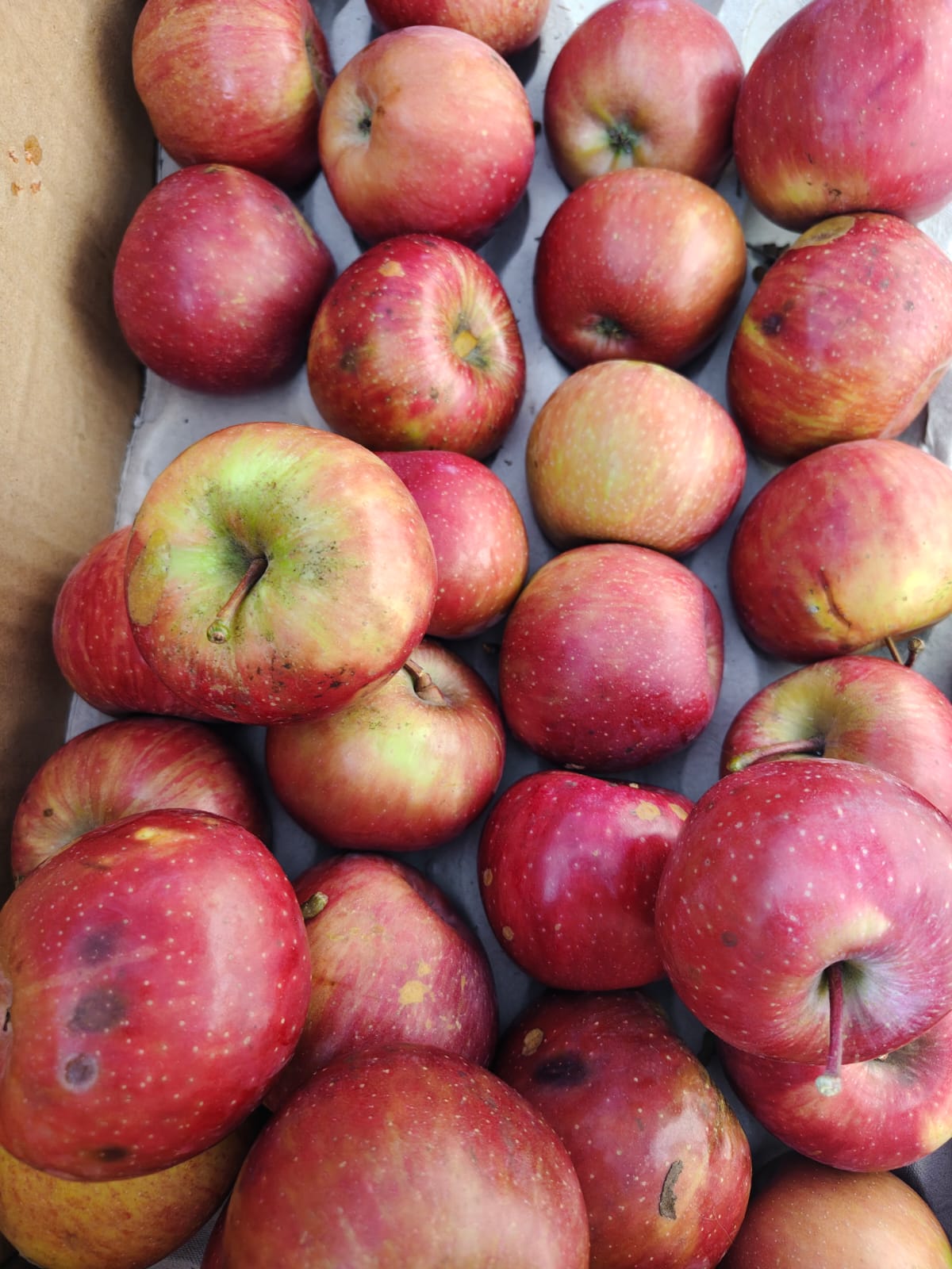 Himalayan Apples