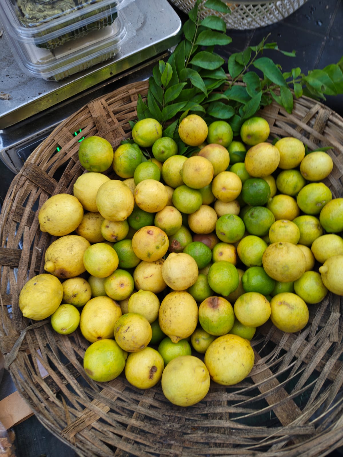 Pahari Nimbu (Hill Lemon)