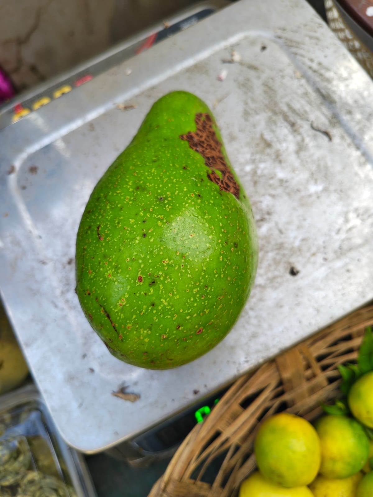Hill Avocado